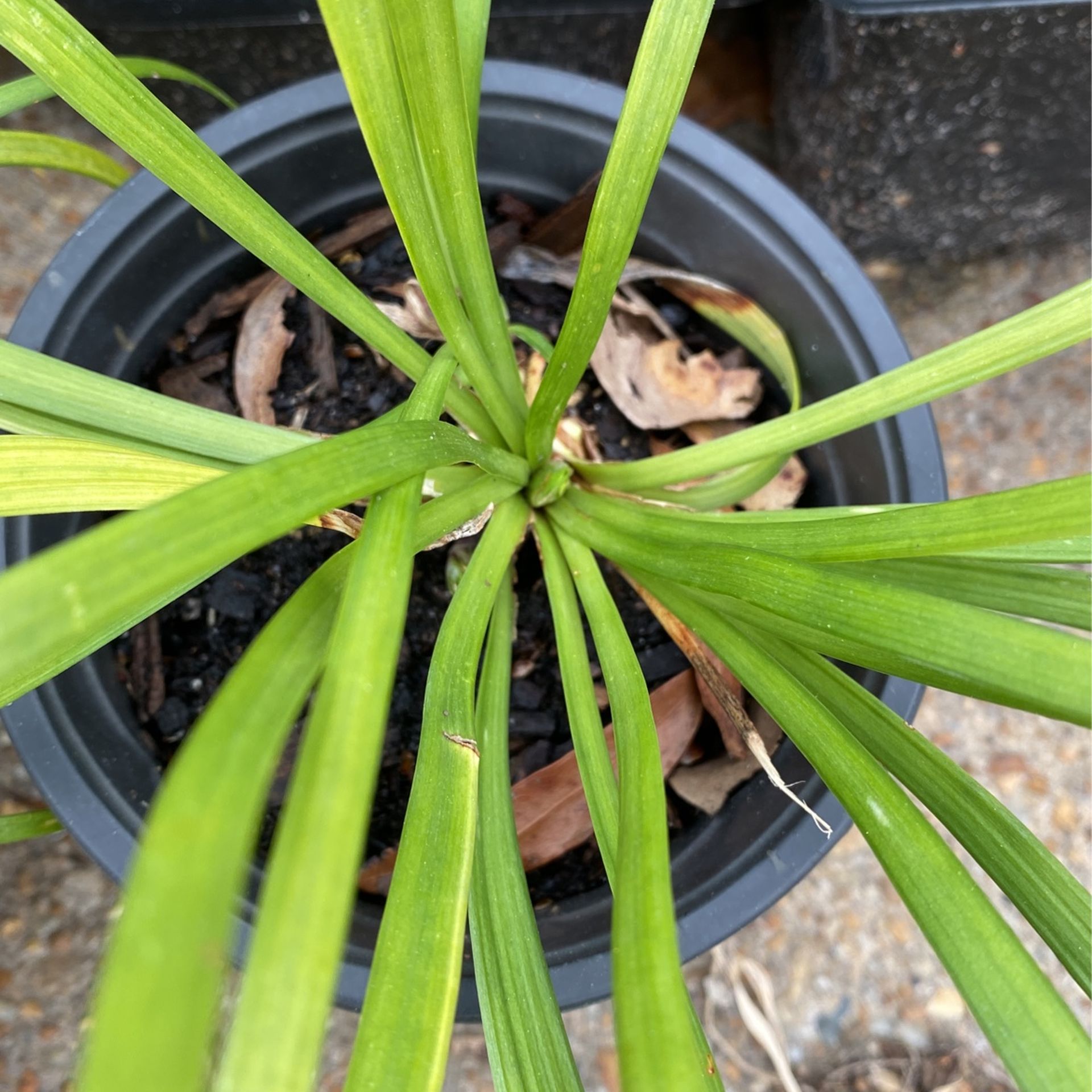 Plants