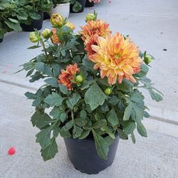 Dahlia Plants. Beautiful And Healthy PLANTS ARRIVED. $12 each