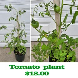 Tomato Plant 