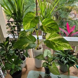 Hawaiian Golden Potho Plant