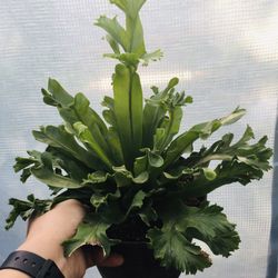 Assorted Fern Plants🌿🎋🌱