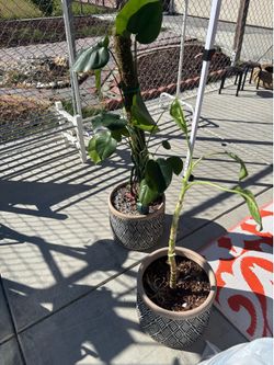 Plants