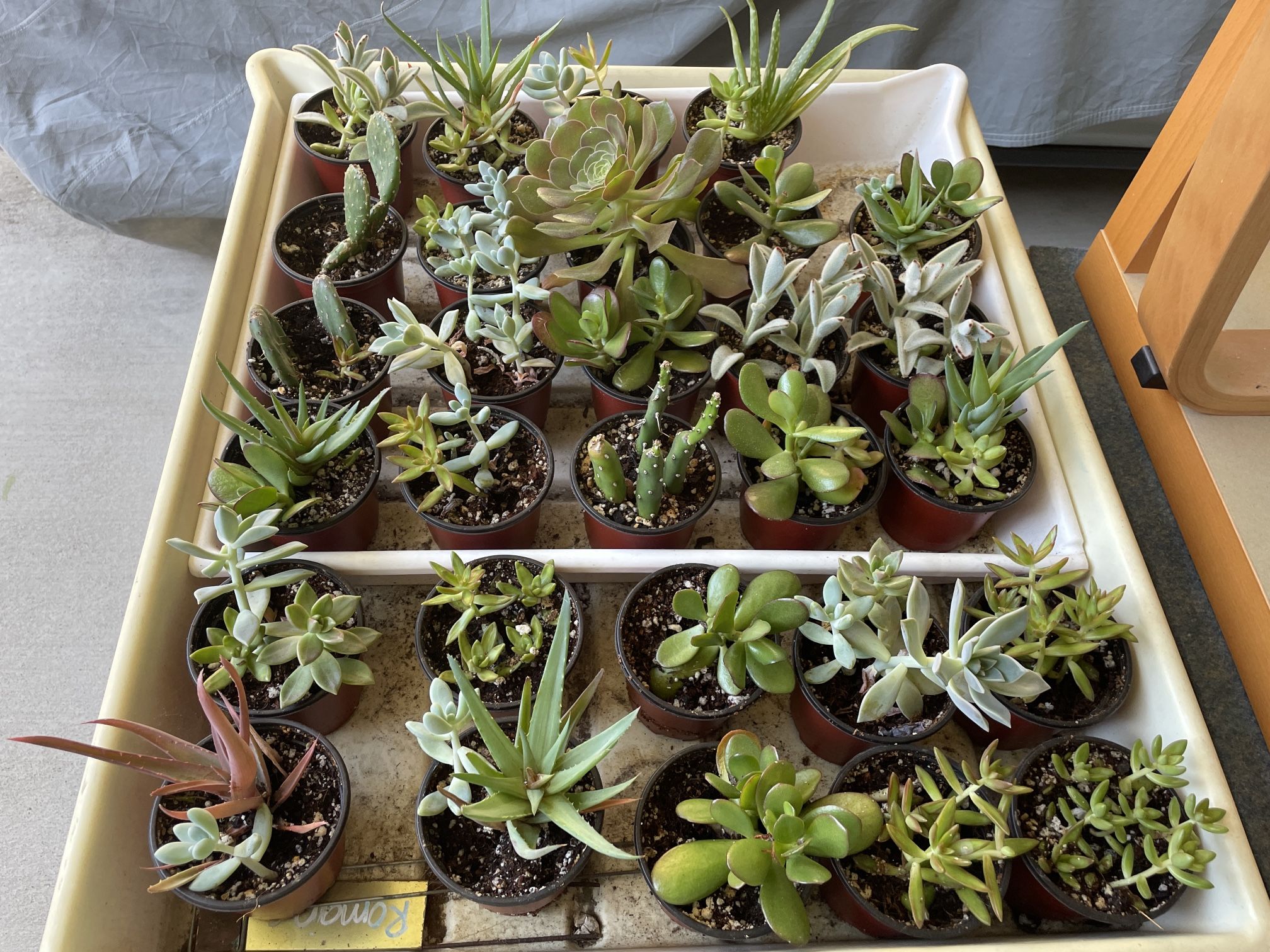 all $2 each - succulents and cactus plants in 4” pots