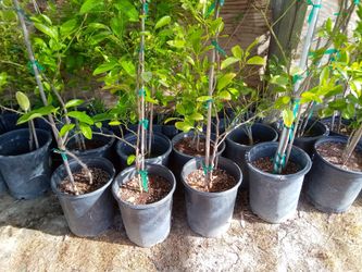 Persian Lime Fruit Tree - 4 ft