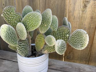 Bunny Ears Live Plant Opuntia microdasys albata In Pot