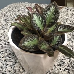 Plant