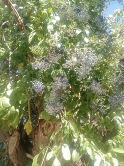 Elderberry