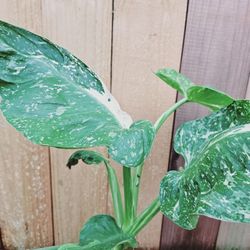LIVE PLANT 2-3ft Philodendron Jose Bueno variegated variagated