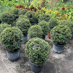 Single Ball Topiary In 3 gls Pot. SPECIAL PRICE 🤩