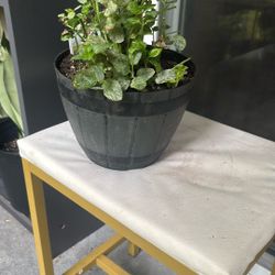 Mint Plant