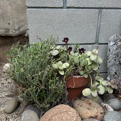 Overgrown Succulent With Pot 