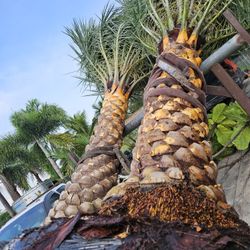 silvester  Palms all sizes  available  also Canary Palms 