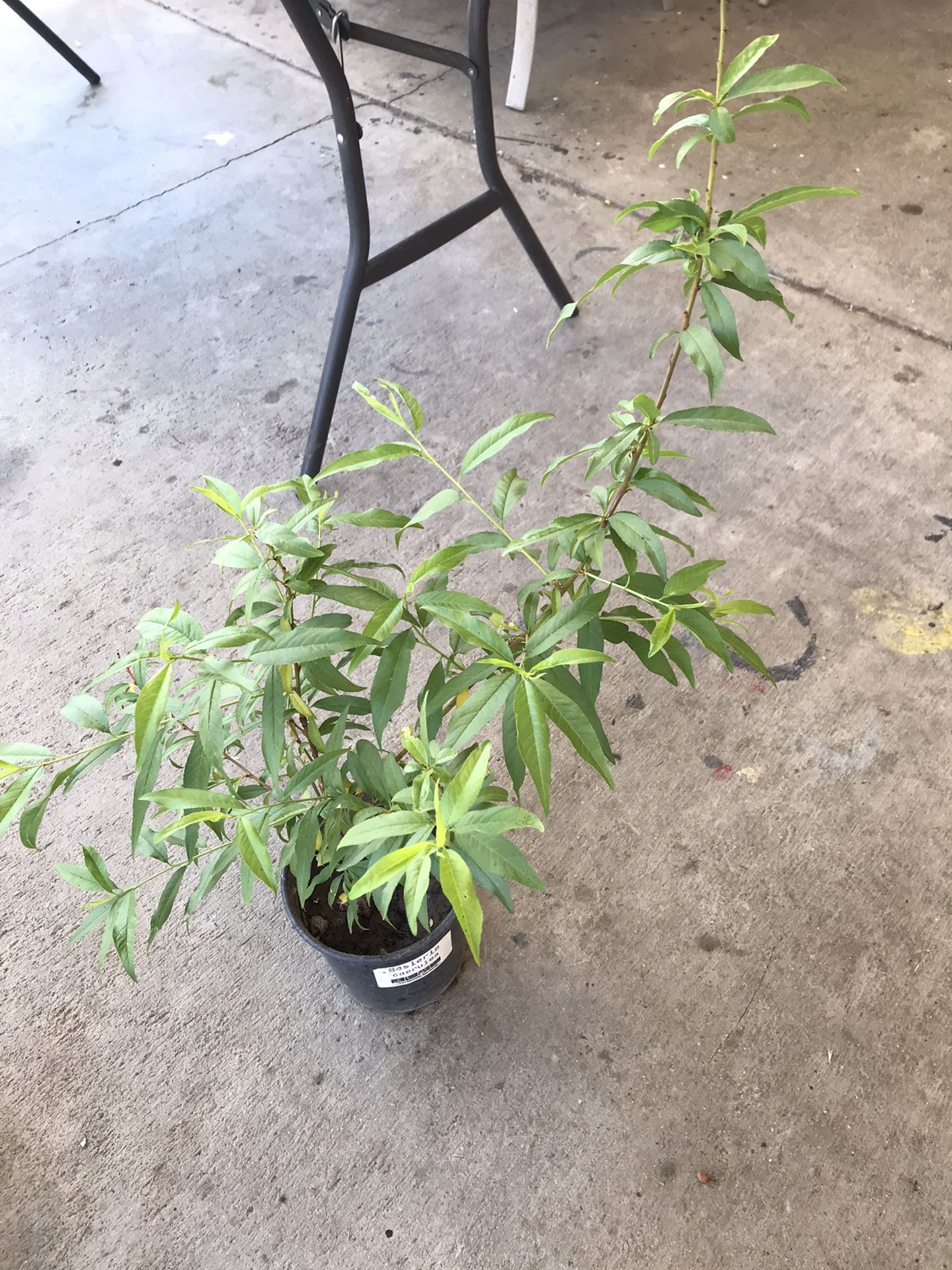 Planta De Durazno