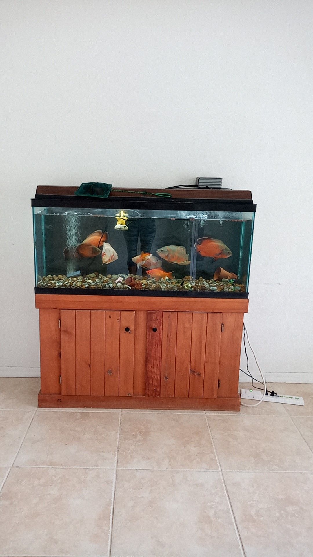 55-gallon-tank-stand-lid-light-filter-and-7-oscars-for-sale-in-cape