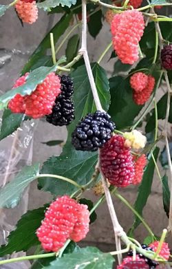 mulberry tree