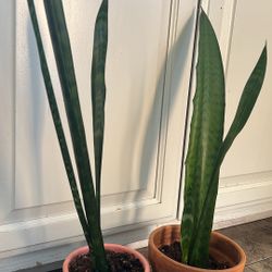 Snake Plants