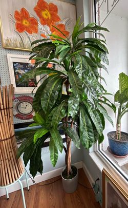 7ft artificial dracaena plant