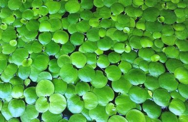 Frogbit Floating Aquarium Plant 