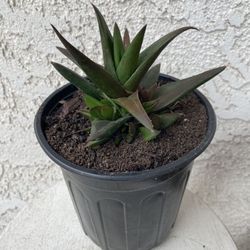 1 Gallon Pot Rare Succulent Plant - Aloe Walmsley's Bronze - Rooted & Established - Drought Resistant - 🪴