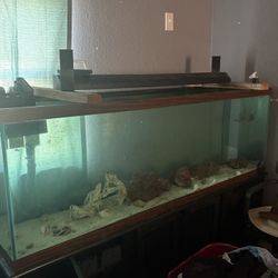 110 Gallon Saltwater Set Up