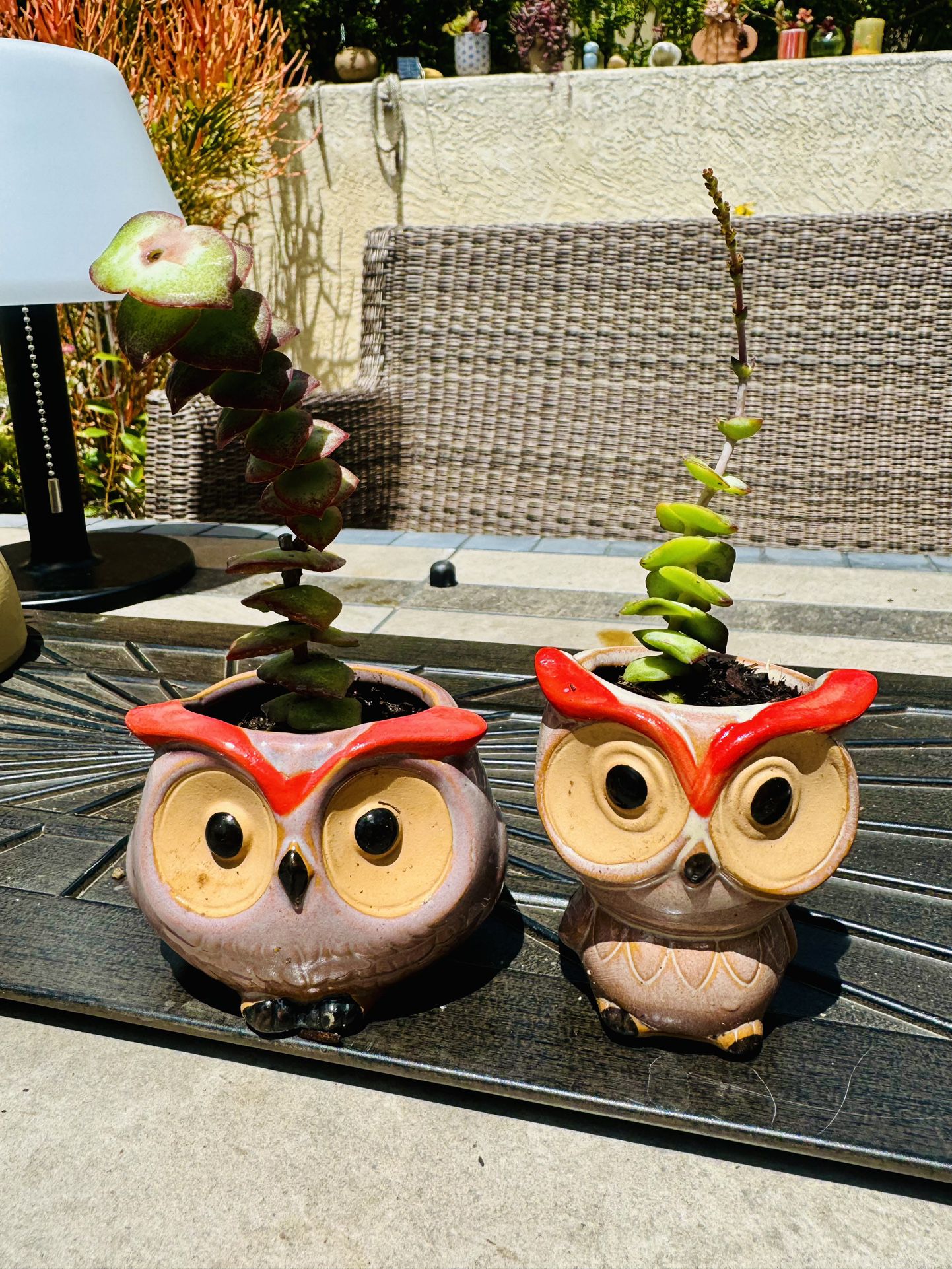 🦉 ♥️- Two Owl Planters - w Blooming pagoda plant succulents