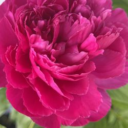 Full Size Peony Bush In Pot