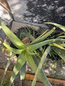 Savila Plant