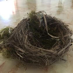 Bird Nest