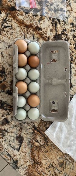 Eggs $7 Per Dozen  Freshly Laid 