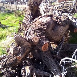 Black Walnut Burl And Straight Grain Lumber