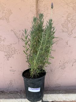 French Lavender Plant
