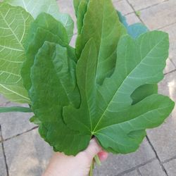 Fresh Fig leaves 10 Leaves 