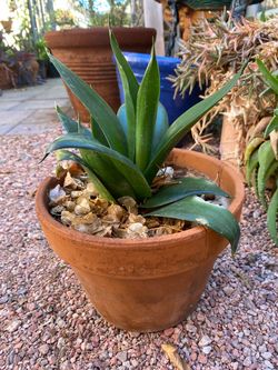 Jade Sansevieria Plant