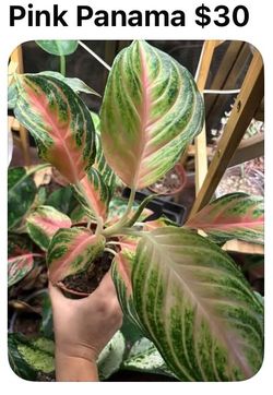Pink panama plant
