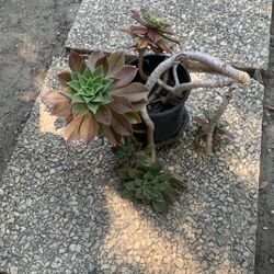 Beautiful Plant 