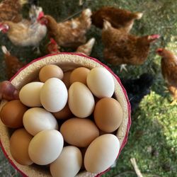 1 Dozen Farm Fresh Chicken Eggs