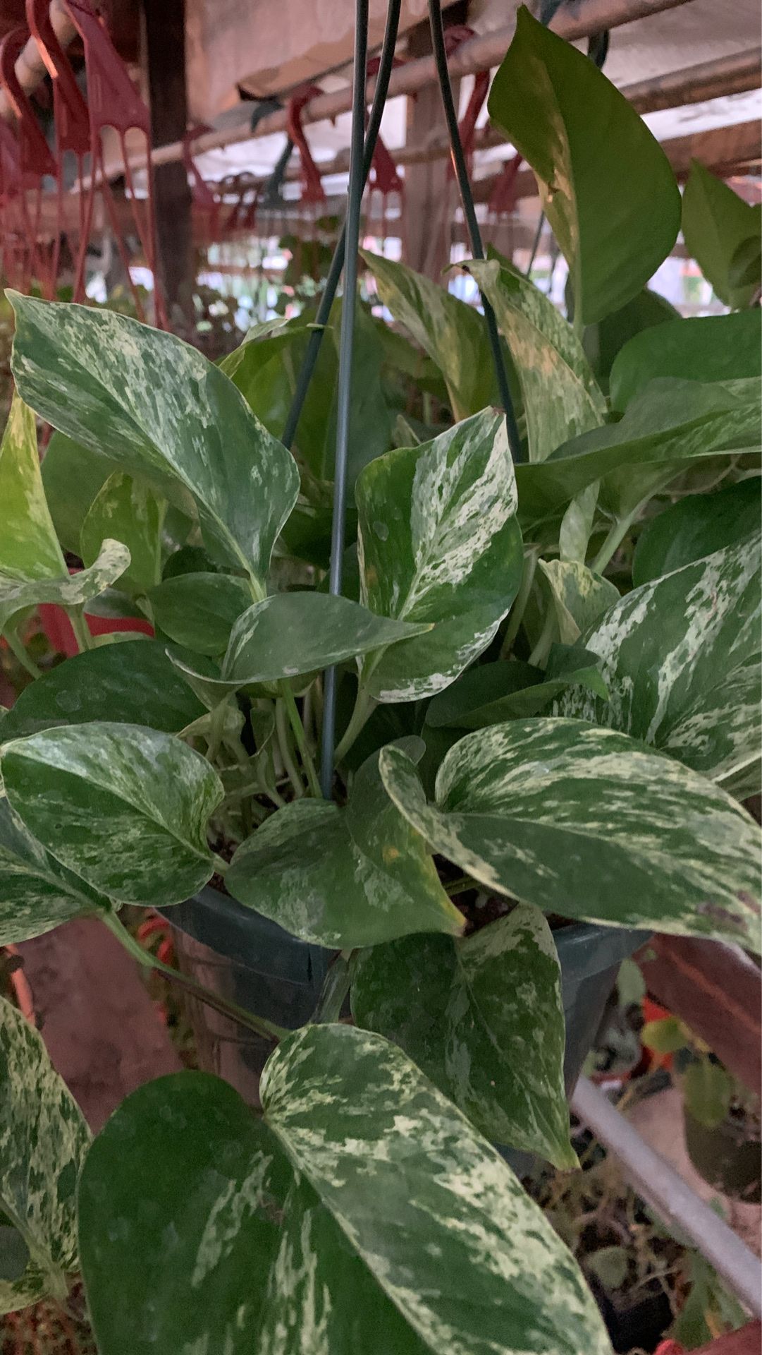 Pothos plant