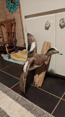 Taxidermy Duck