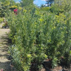 Podocarpus Hedges 7gl 4-4.5ft🌼$19