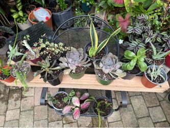 Plants $5 each