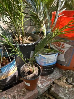 Sago Palm