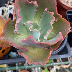 Succulent