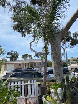 Palm tree 120$