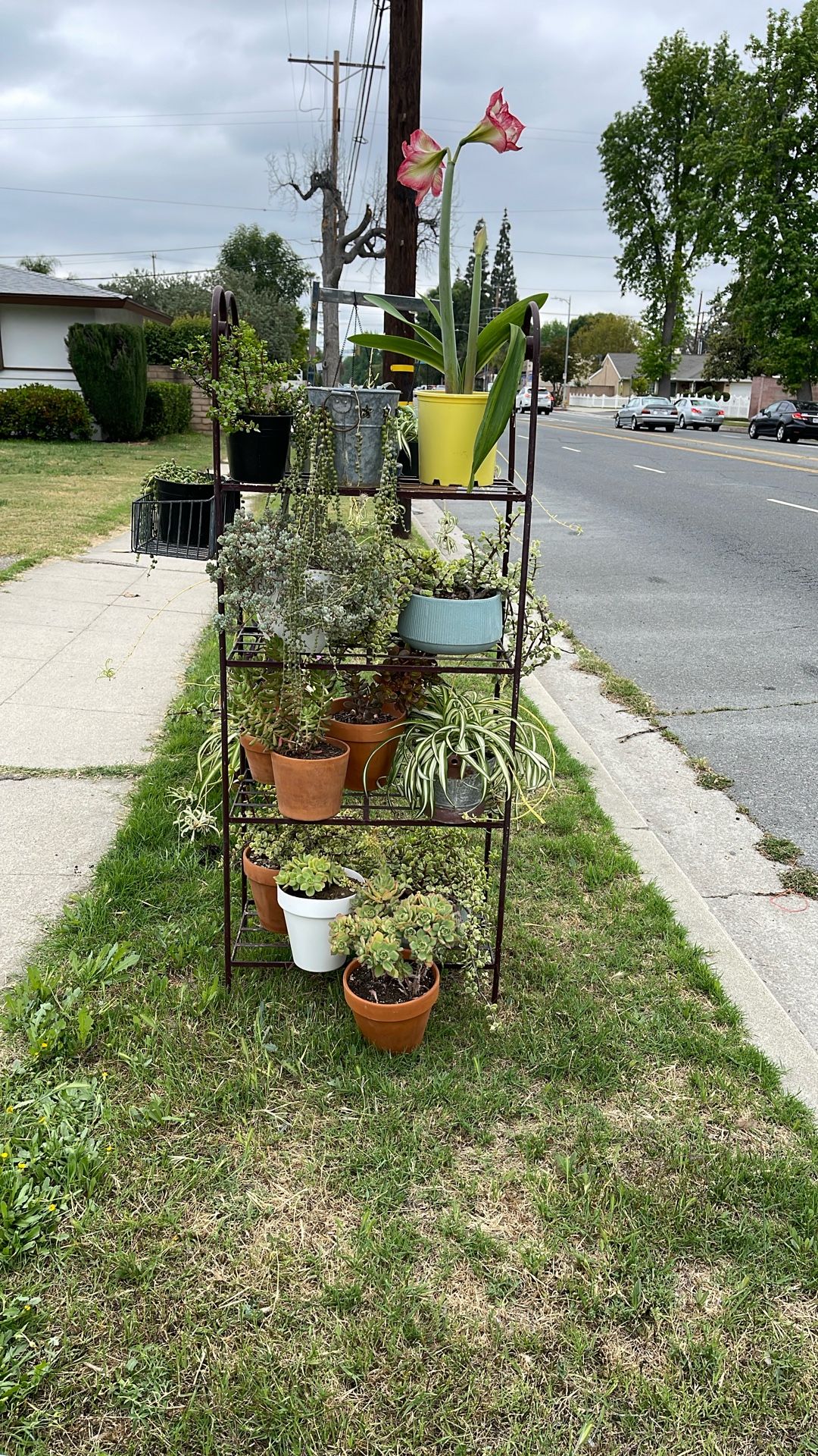 Home Plants For Sale