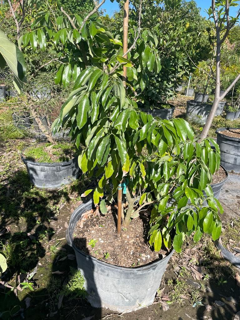 Lychee Tree 15gl $75.00🏡