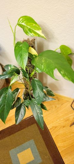 Monstera lechleriana Plant on Moss Pole
