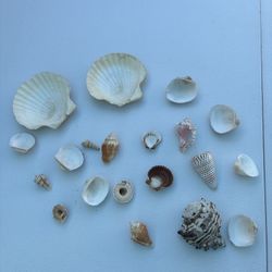 21 Shells – Science – Classroom – Exploration
