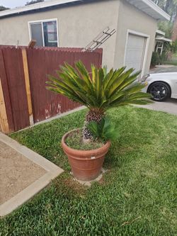Sego Palm Tree