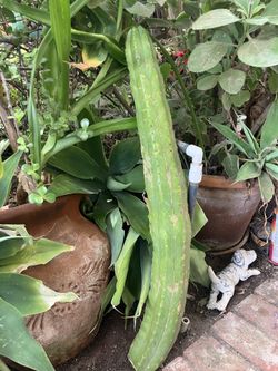 Cactus AGAVES AND SAGE PLANTS
