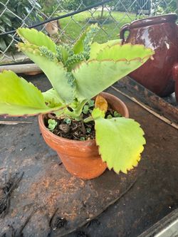 plant mala madre